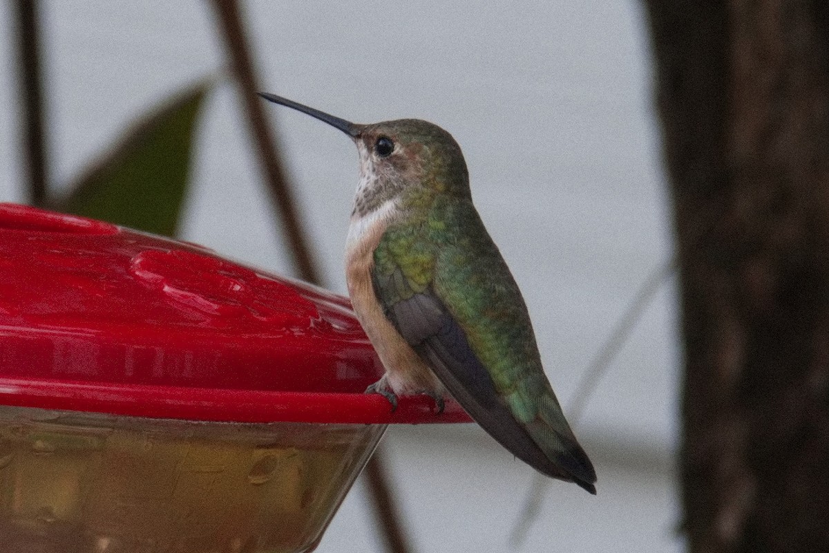 Rufous/Allen's Hummingbird - ML508827141