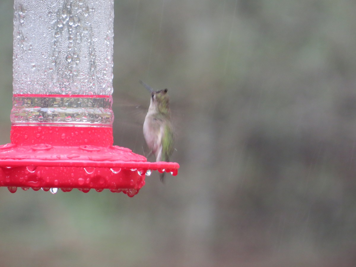 Ruby-throated/Black-chinned Hummingbird - Shelli Ellerbe