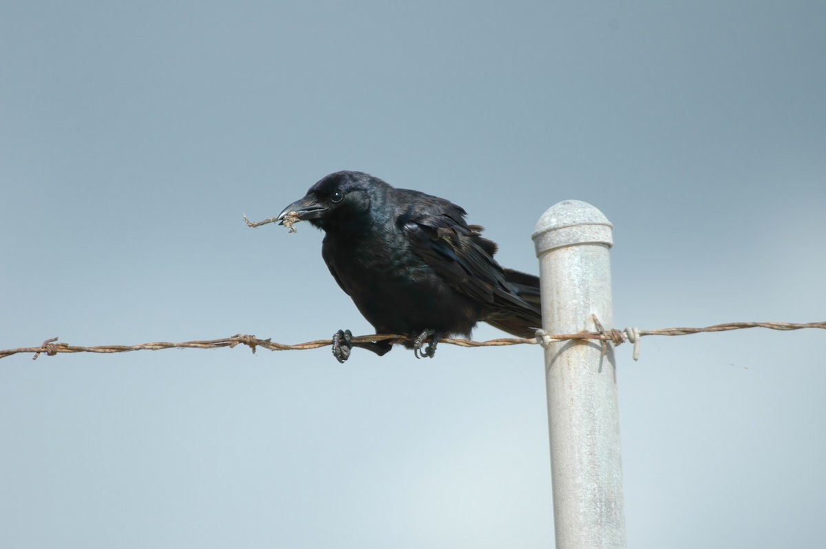 Tamaulipas Crow - ML508829691