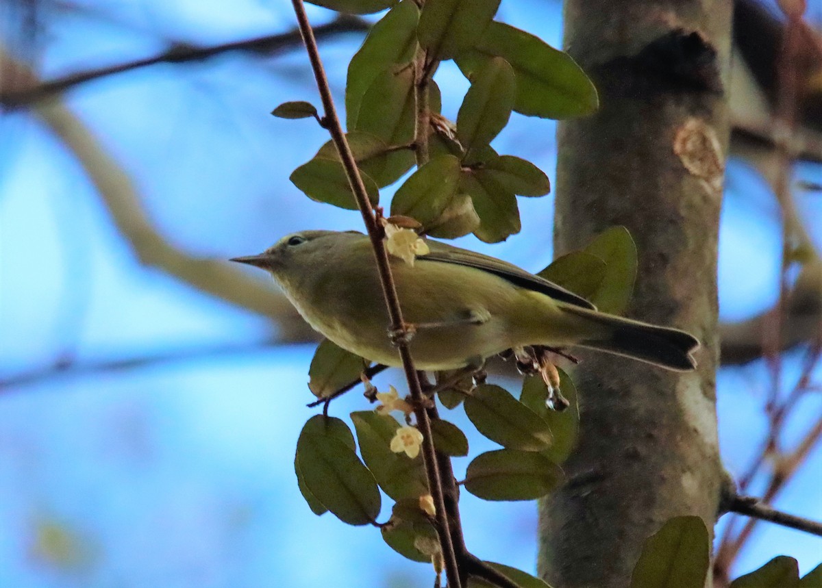 Orange-crowned Warbler - ML508830161