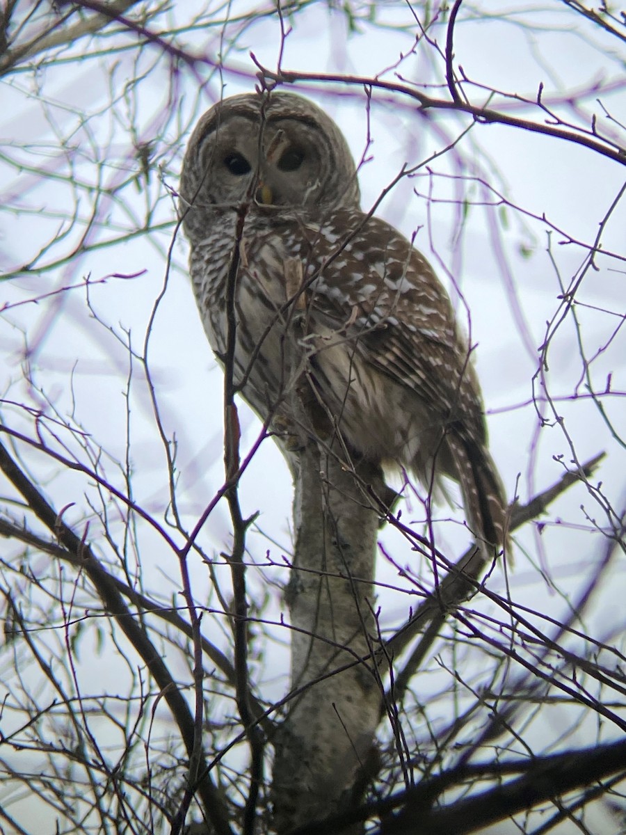 Barred Owl - ML508830371