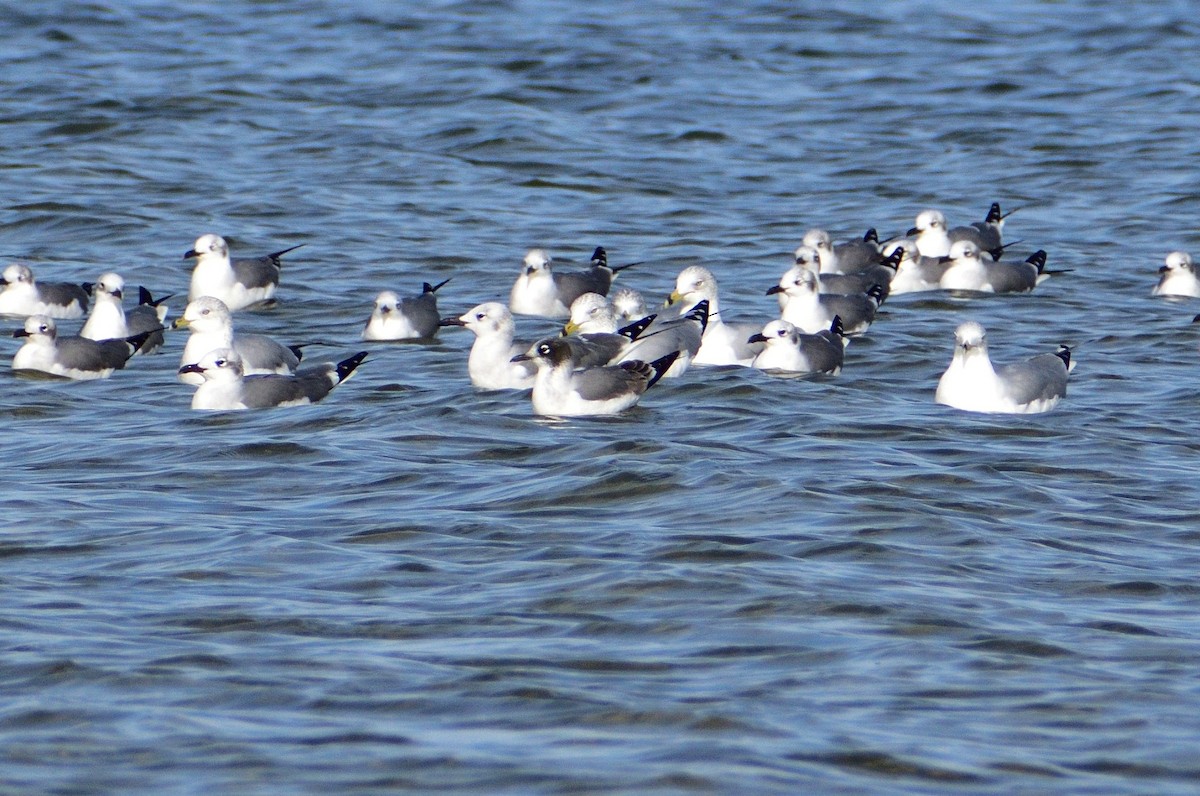 Franklin's Gull - ML508831951