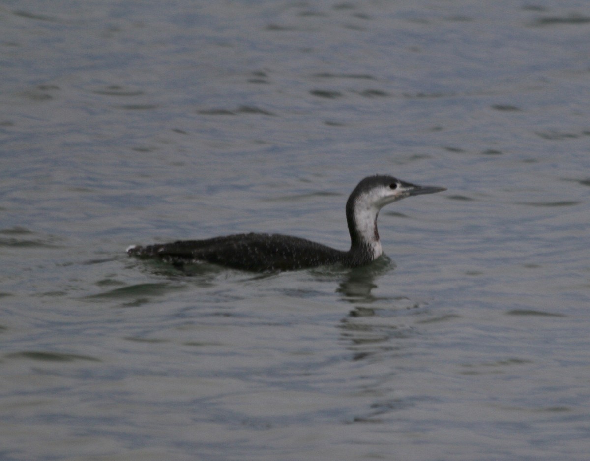 Red-throated Loon - ML508832651