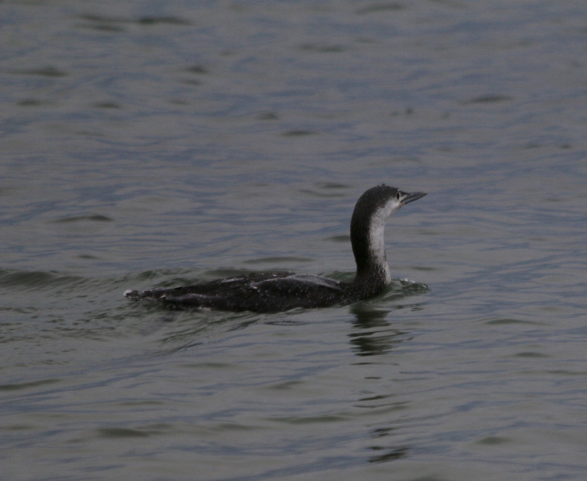 Red-throated Loon - ML508832671