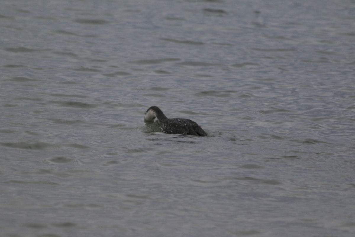 Red-throated Loon - ML508832681