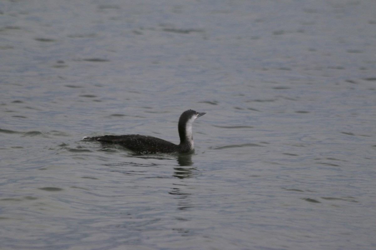 Red-throated Loon - ML508832711