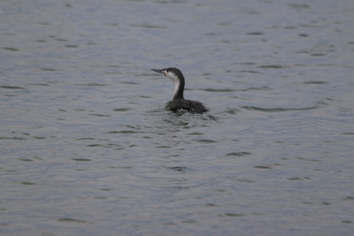 Red-throated Loon - ML508832741