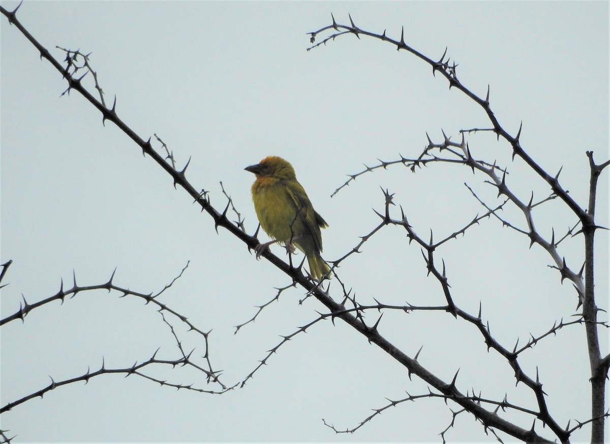 African Golden-Weaver - ML508834891