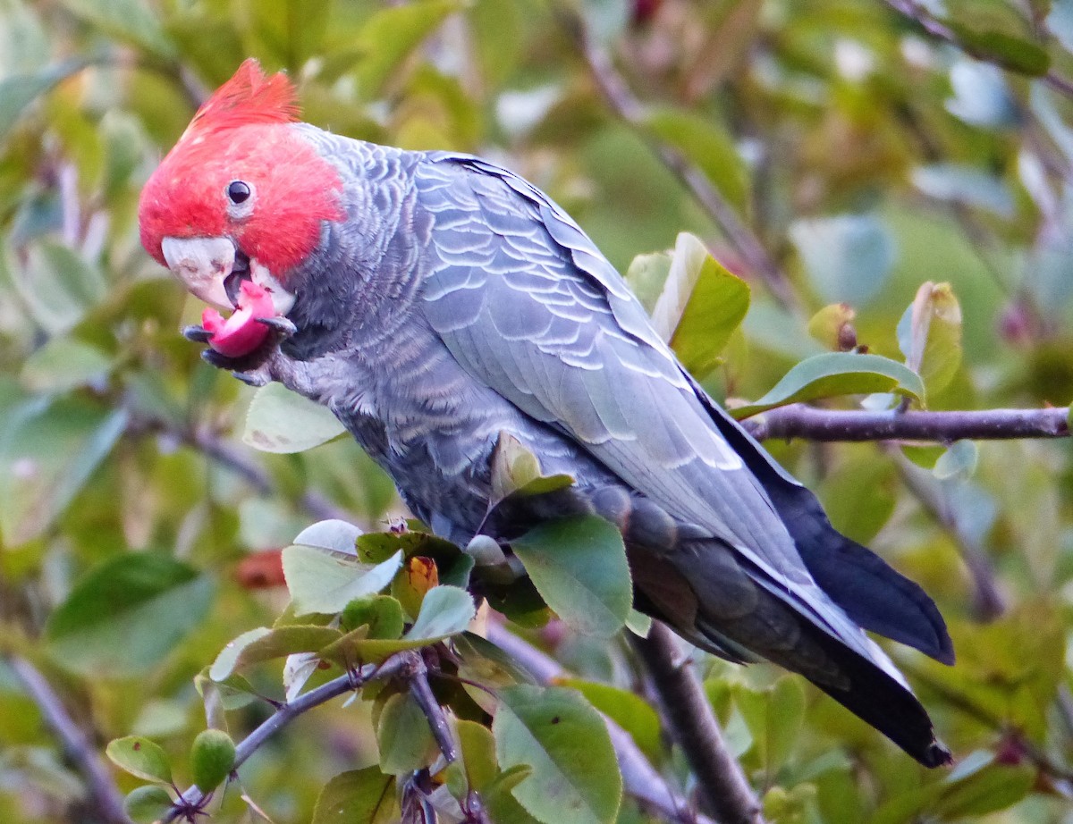 Cacatoès à tête rouge - ML50883671