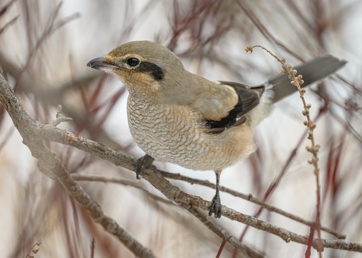 Northern Shrike - Simon Villeneuve