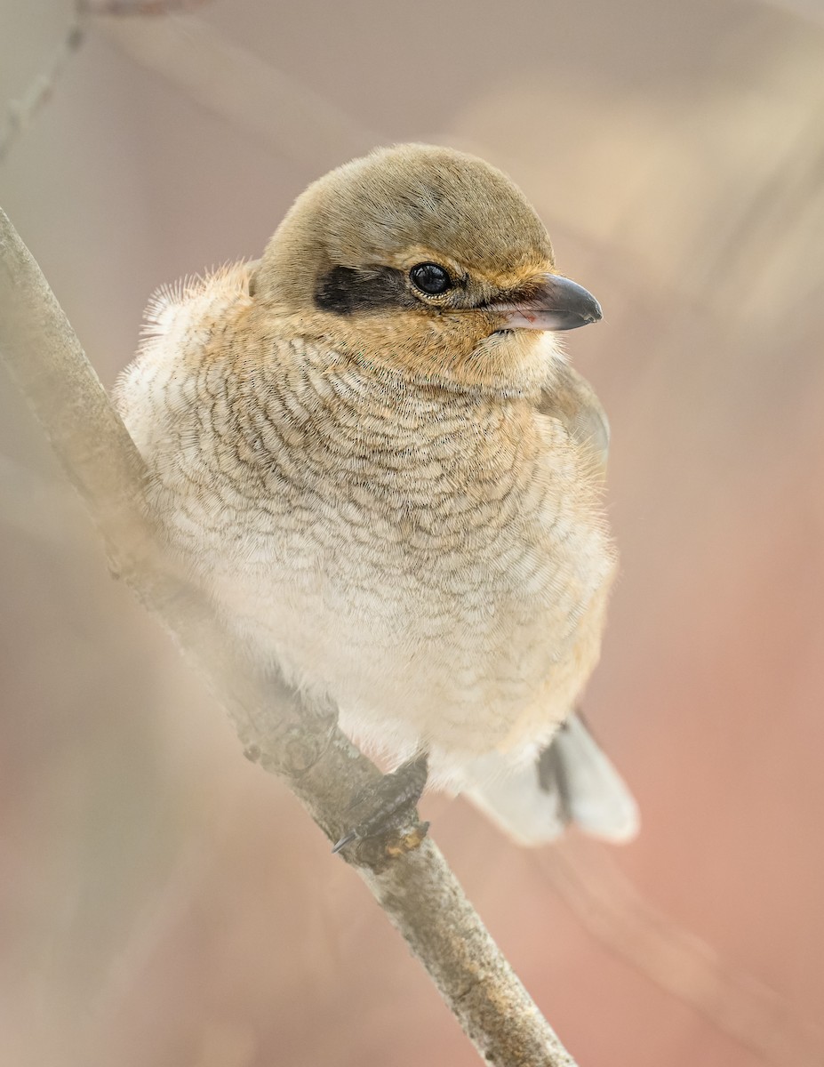 Alcaudón Boreal - ML508836771