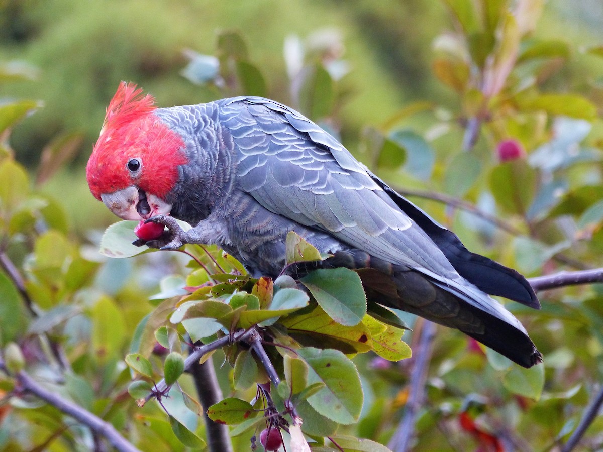 Cacatoès à tête rouge - ML50883681