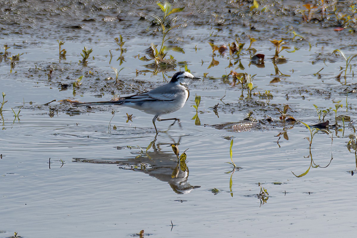 White Wagtail - ML508837961