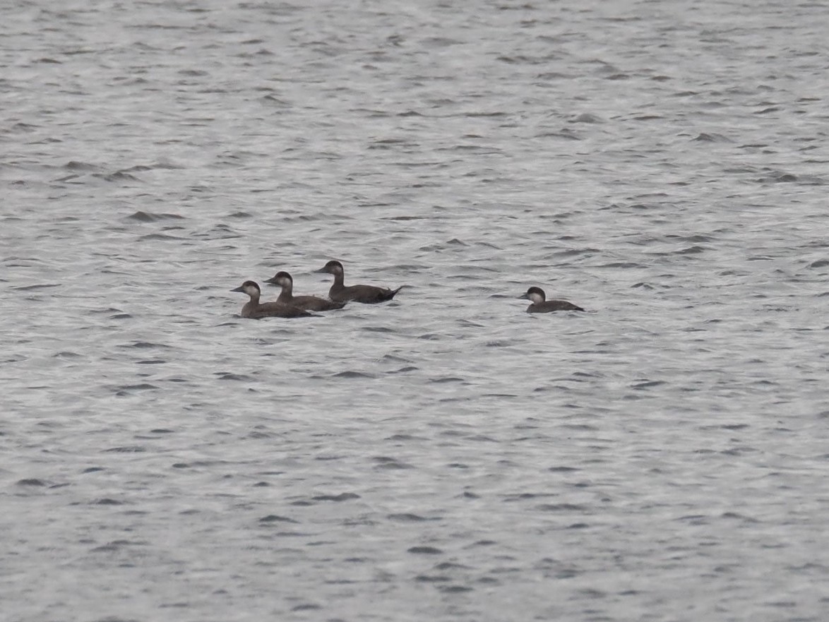 Common Scoter - ML508838281