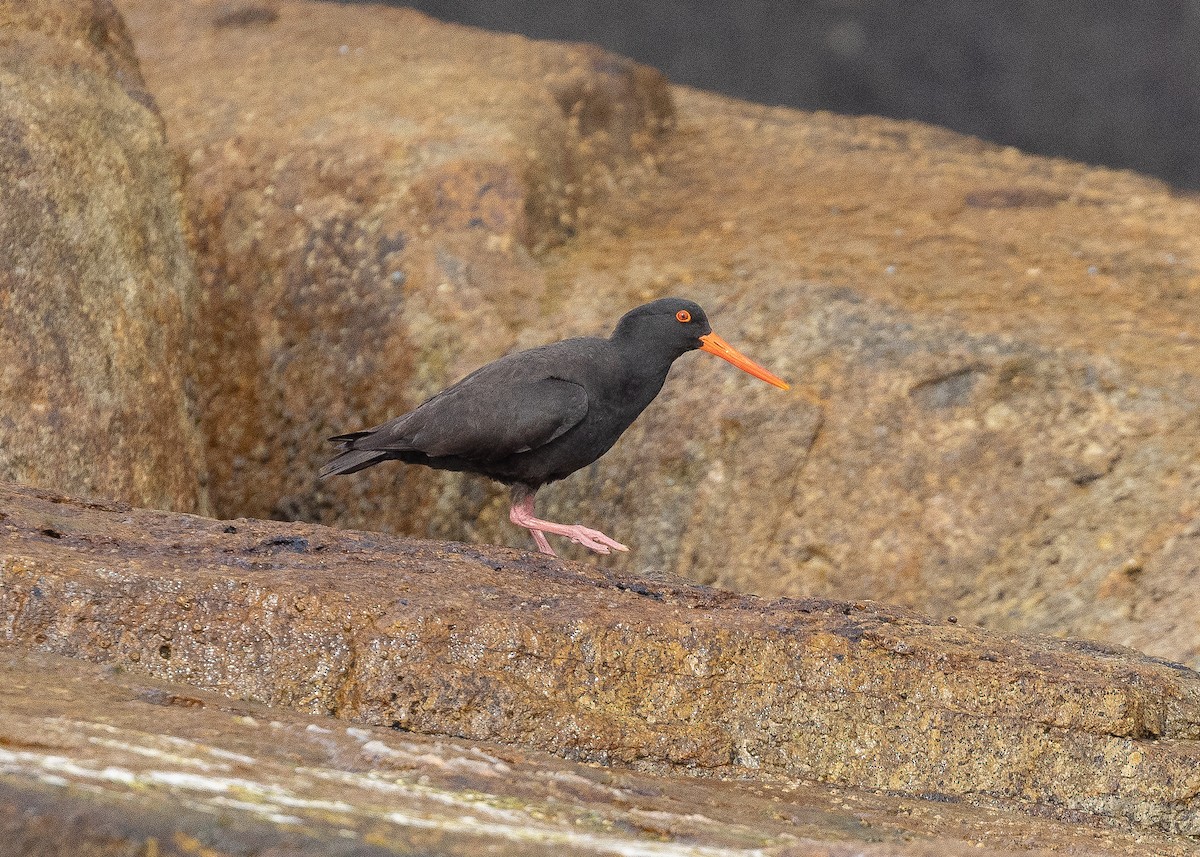 Sooty Oystercatcher - ML508838761