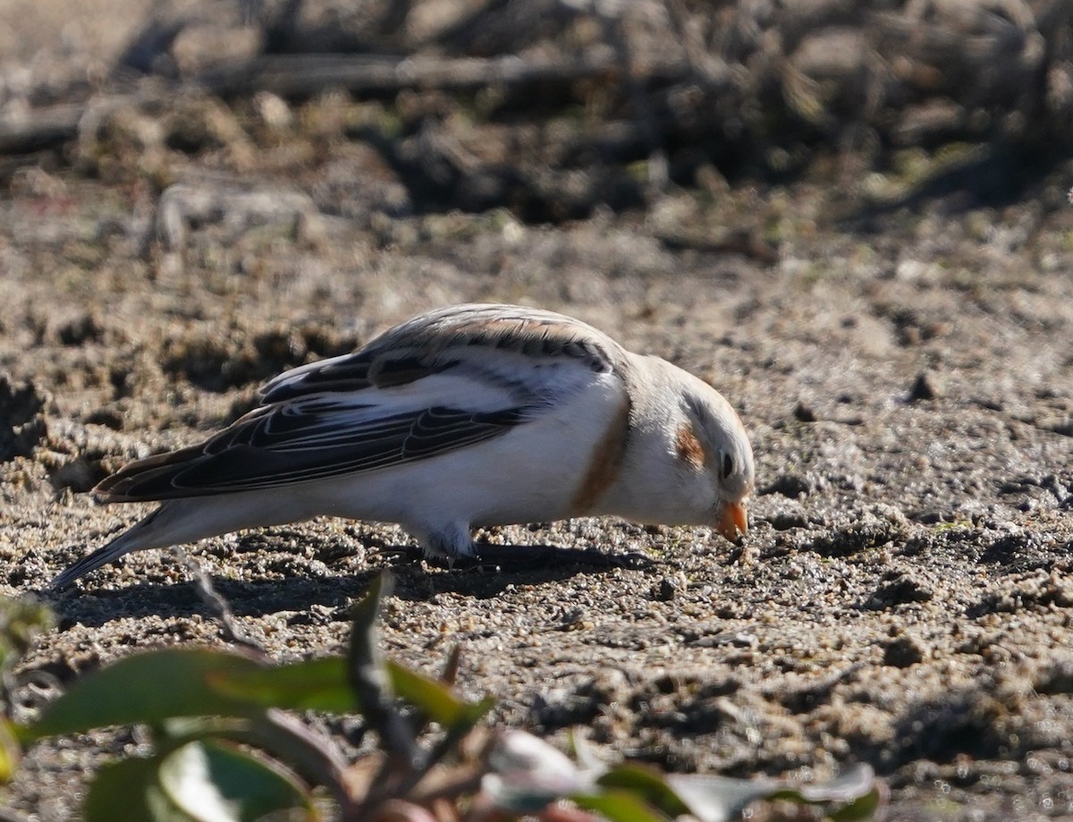 Snow Bunting - ML508839951
