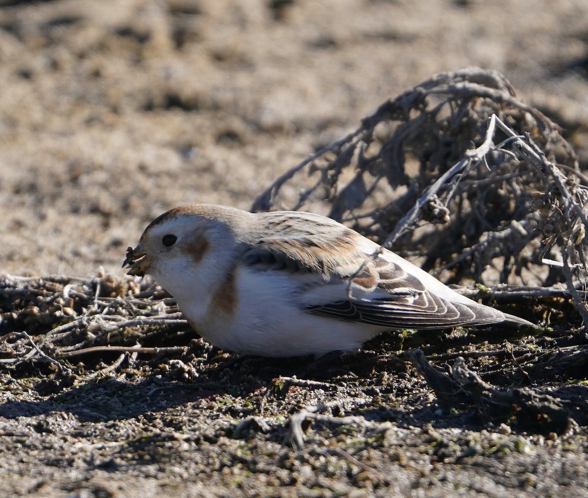 Snow Bunting - ML508839961