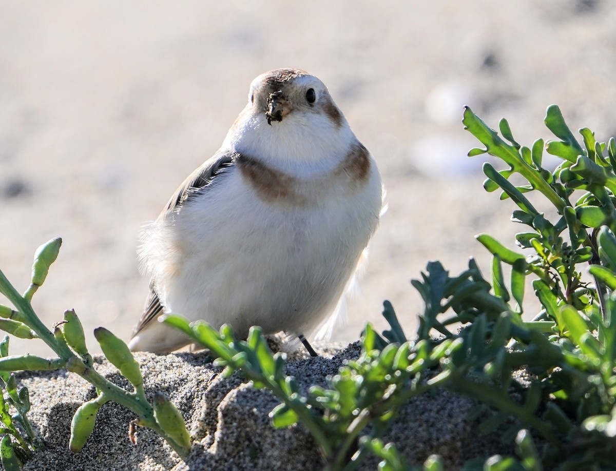 Snow Bunting - ML508839971