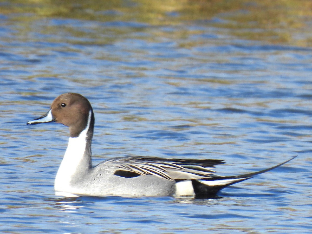 Northern Pintail - ML508840961