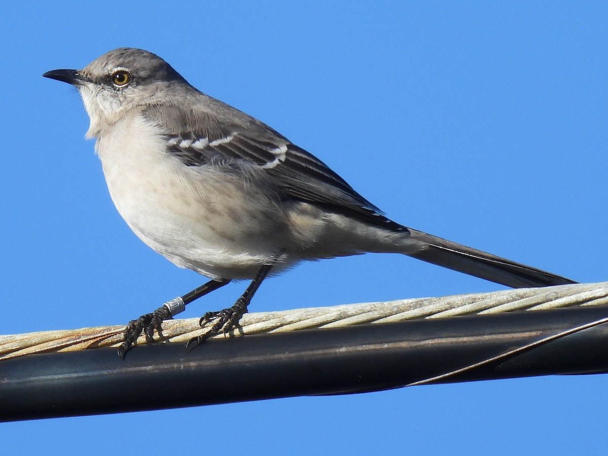 Northern Mockingbird - ML508841671