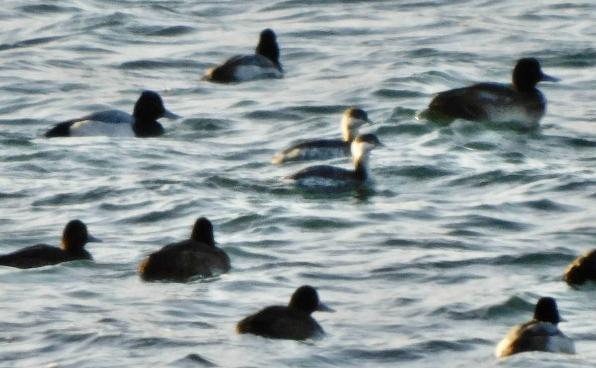 Horned Grebe - ML508841751