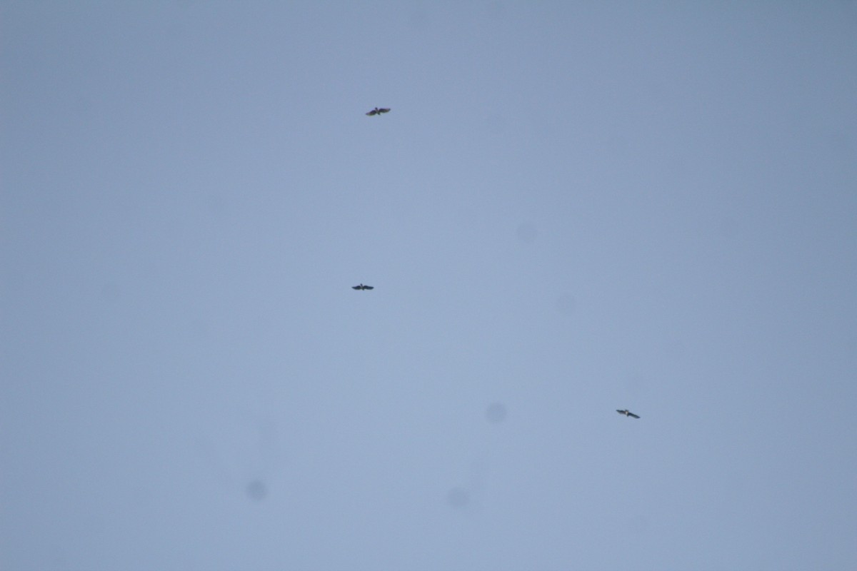 Hook-billed Kite - ML508842171