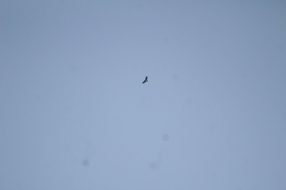 Hook-billed Kite - ML508842191