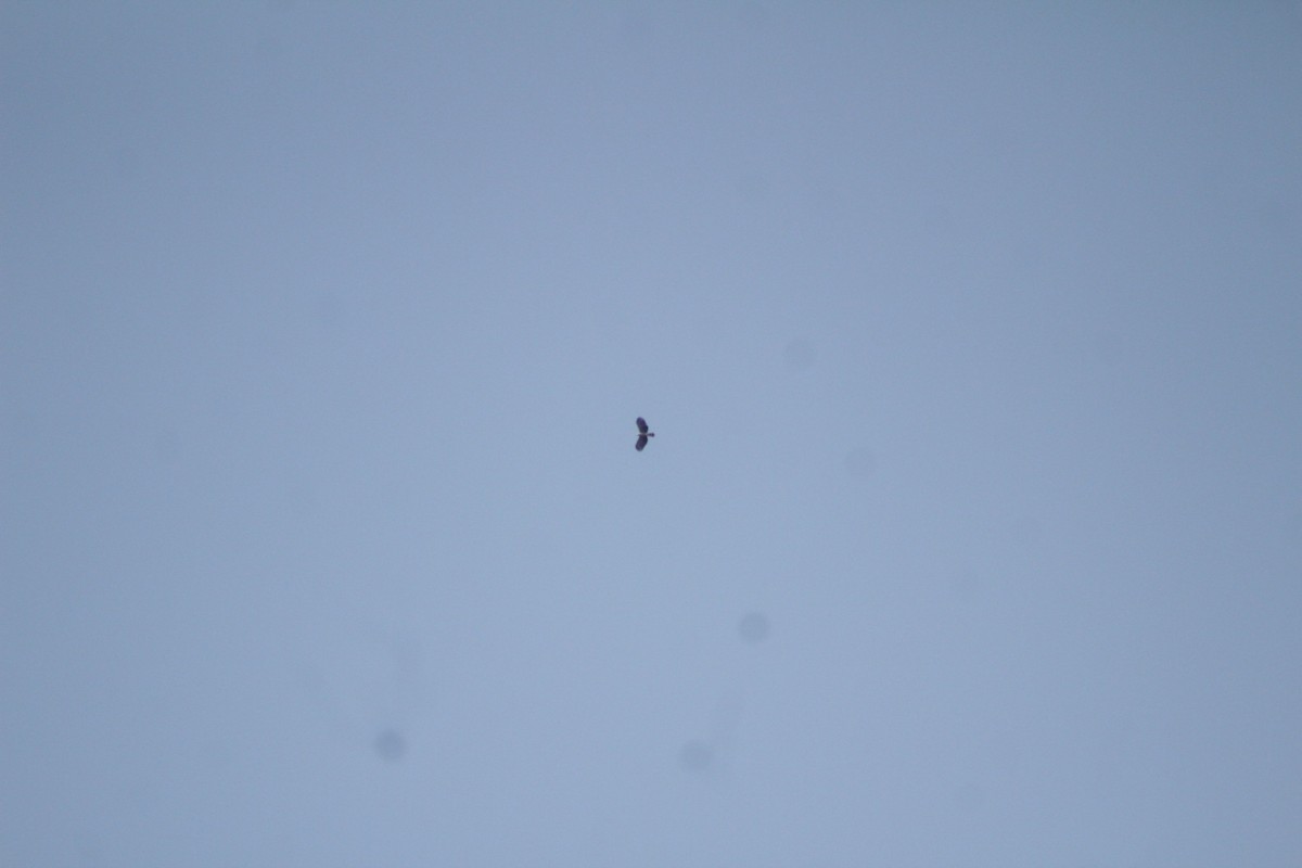 Hook-billed Kite - ML508842201