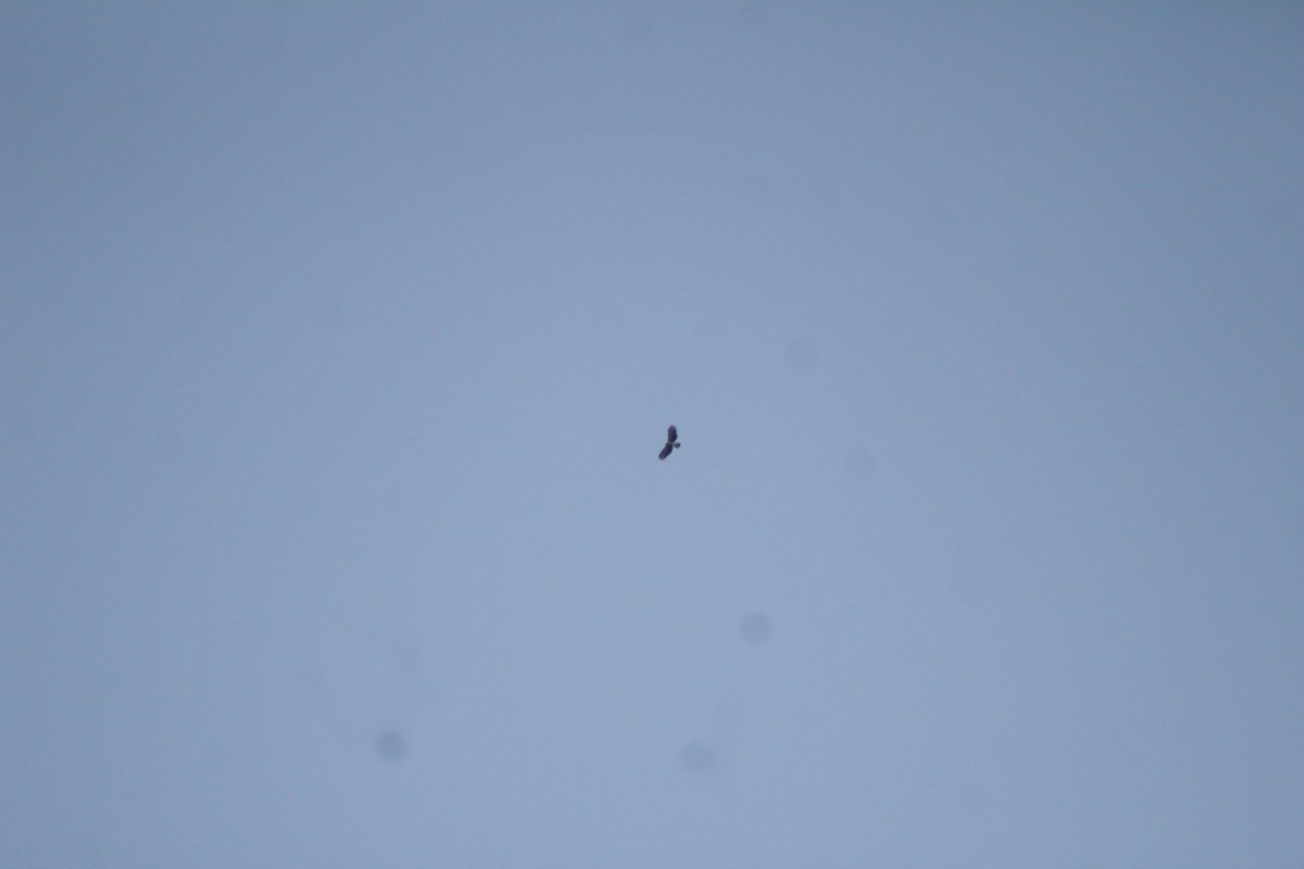 Hook-billed Kite - ML508842231