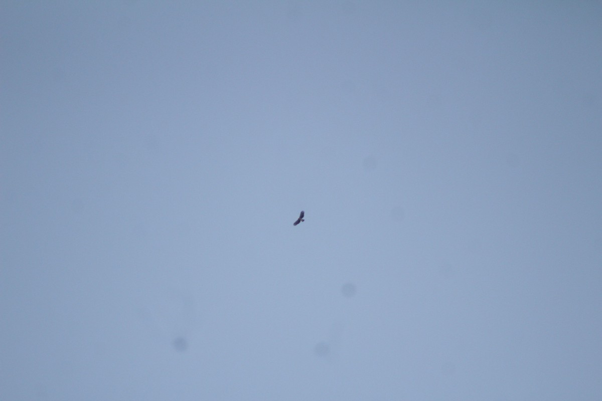 Hook-billed Kite - ML508842241