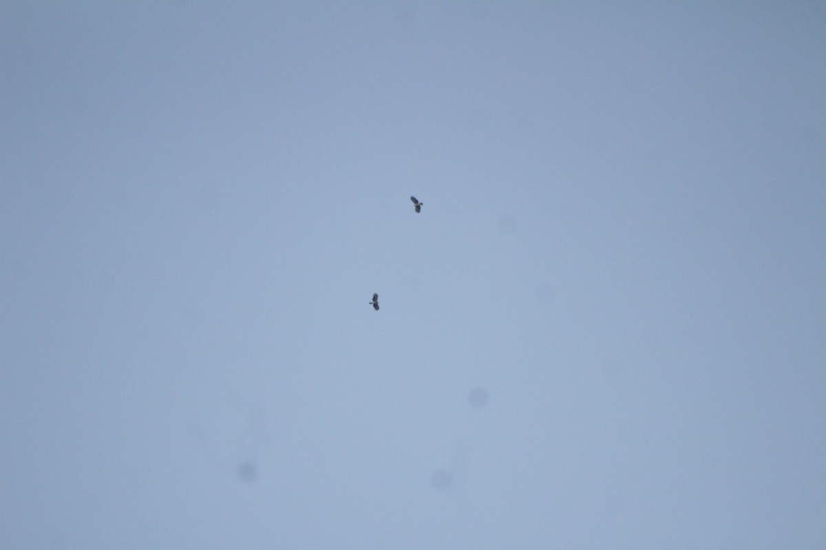 Hook-billed Kite - ML508842261