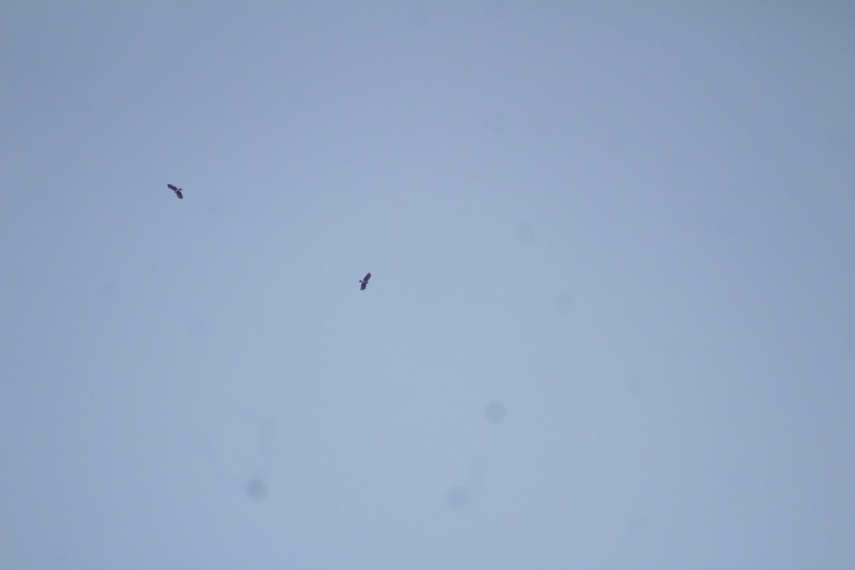 Hook-billed Kite - ML508842271