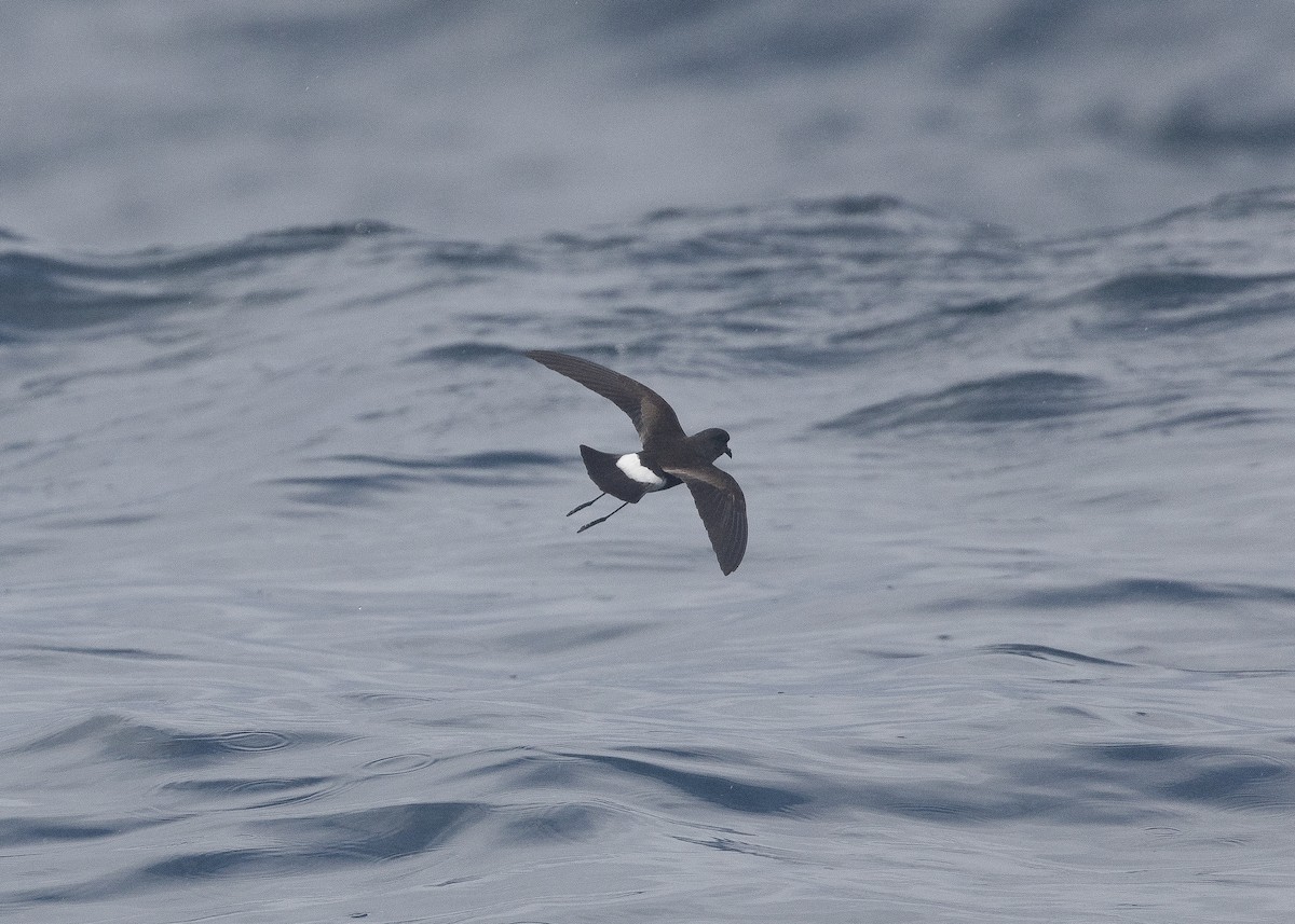 Wilson's Storm-Petrel - Martin Allen