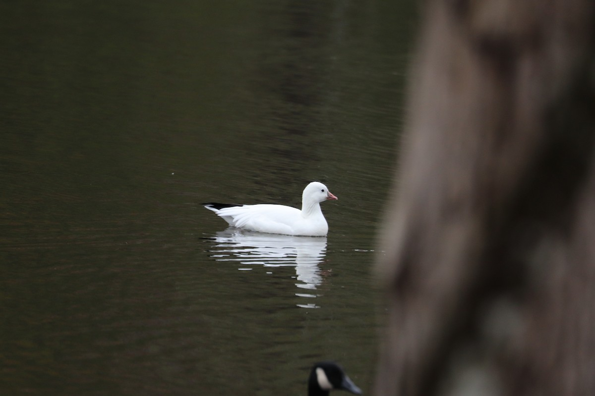 Ross's Goose - ML508845151