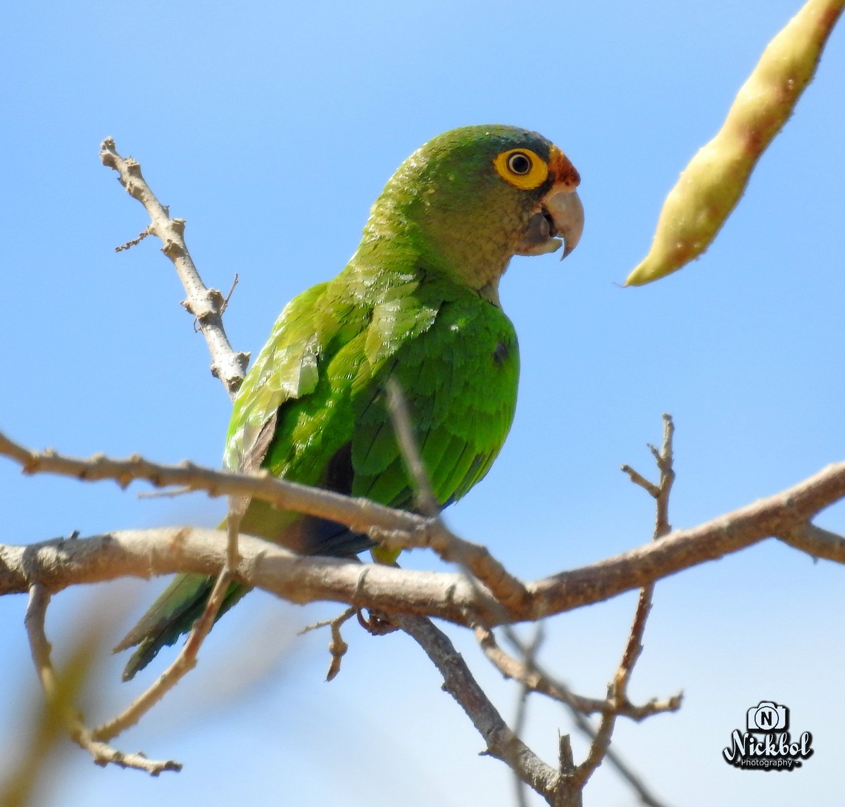 Orange-fronted Parakeet - ML50884621