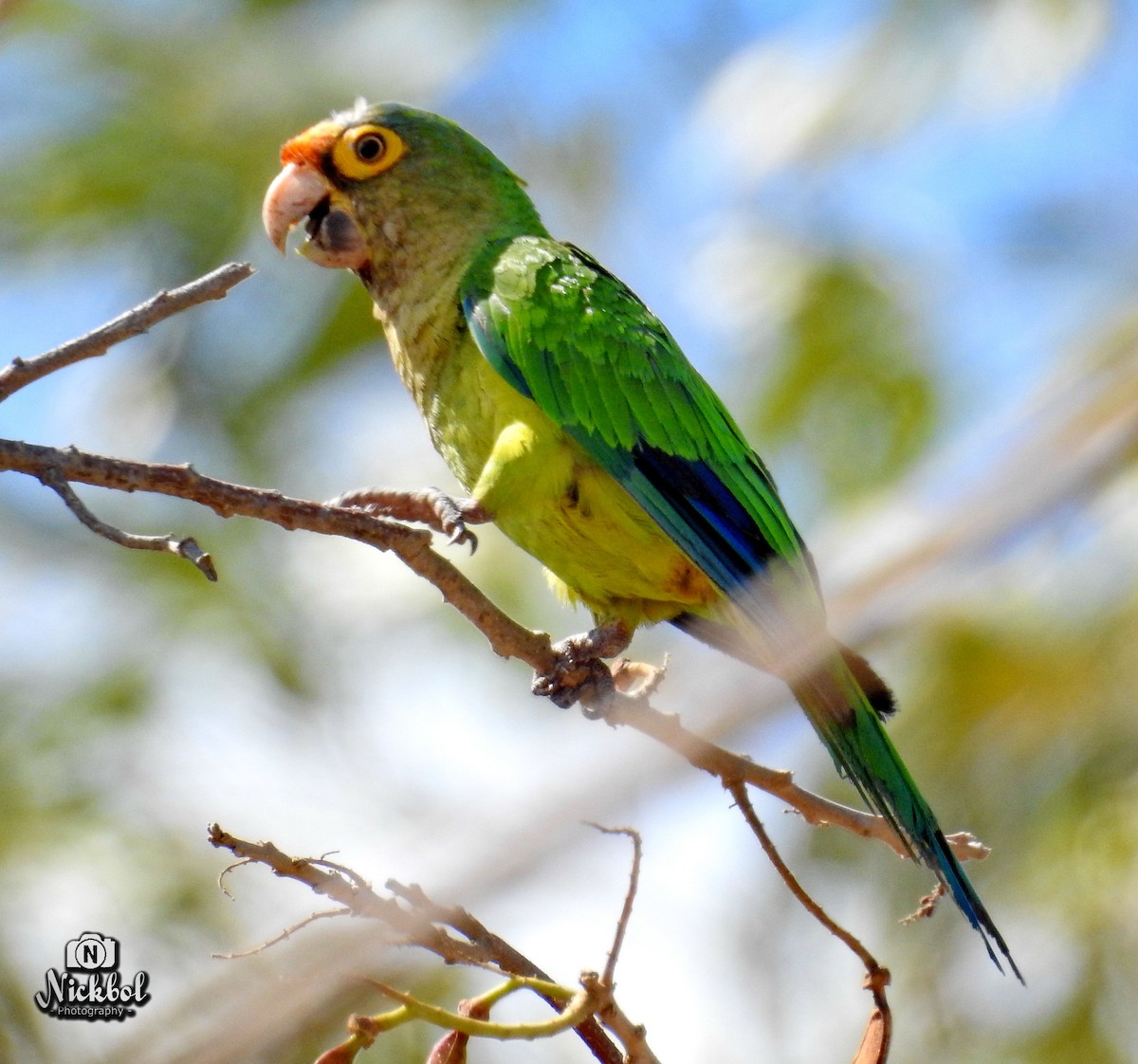 Orange-fronted Parakeet - ML50884641