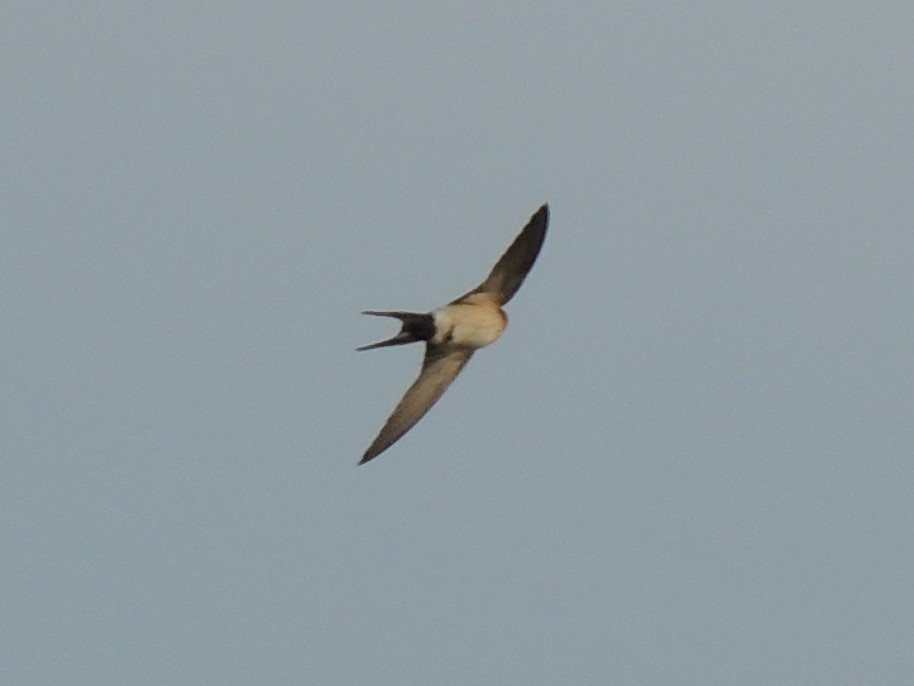 Red-rumped Swallow - Mark Easterbrook