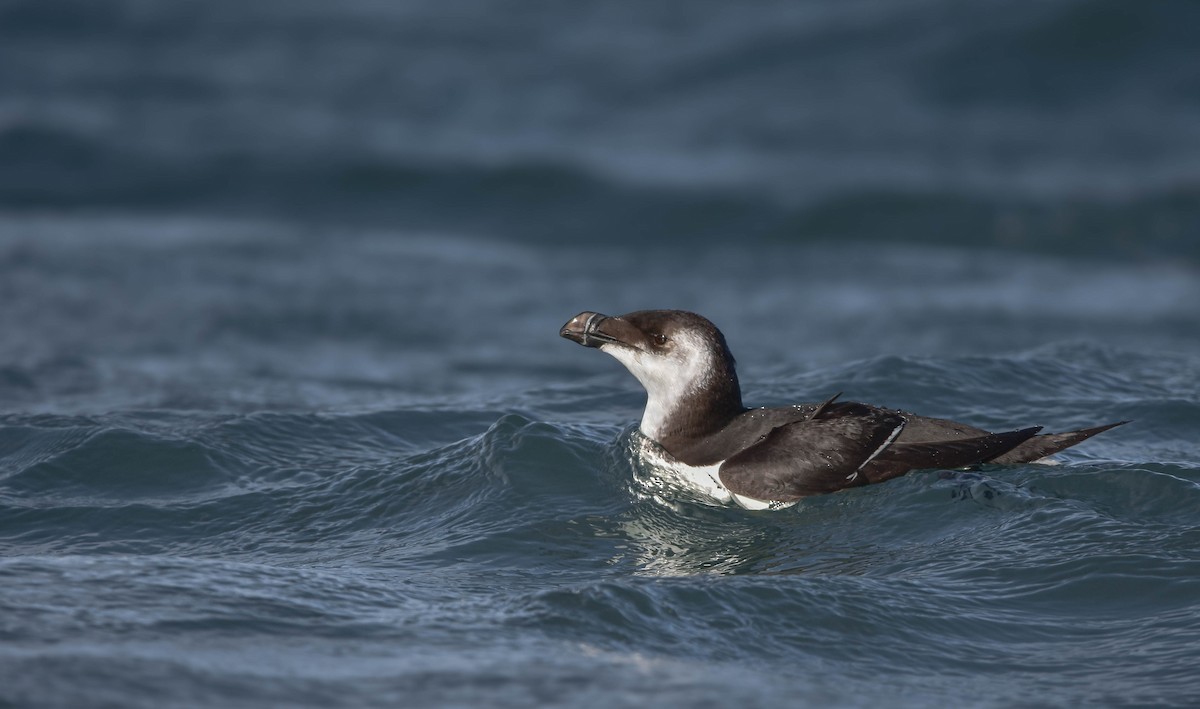 Razorbill - ML508846791