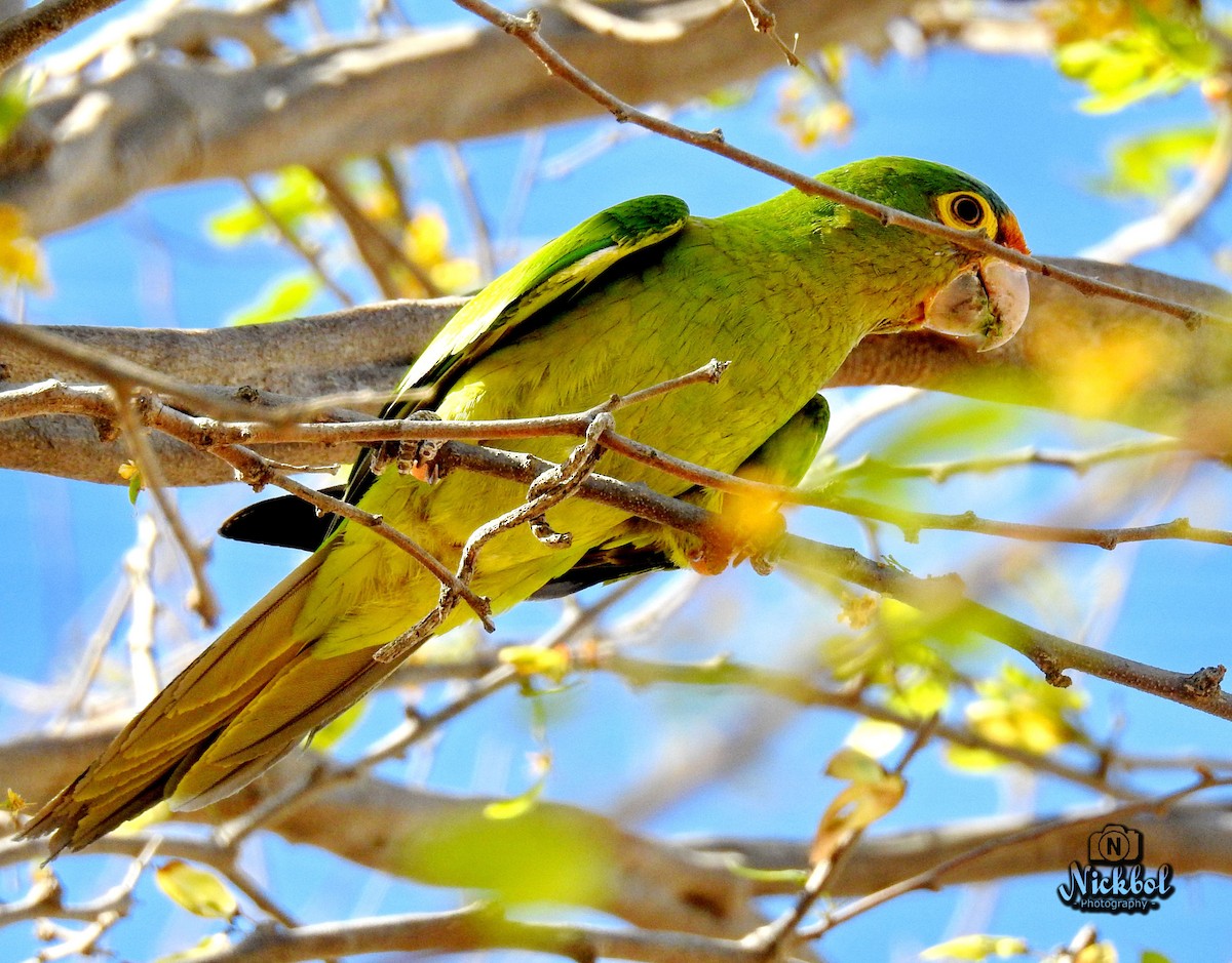 Orange-fronted Parakeet - ML50884721