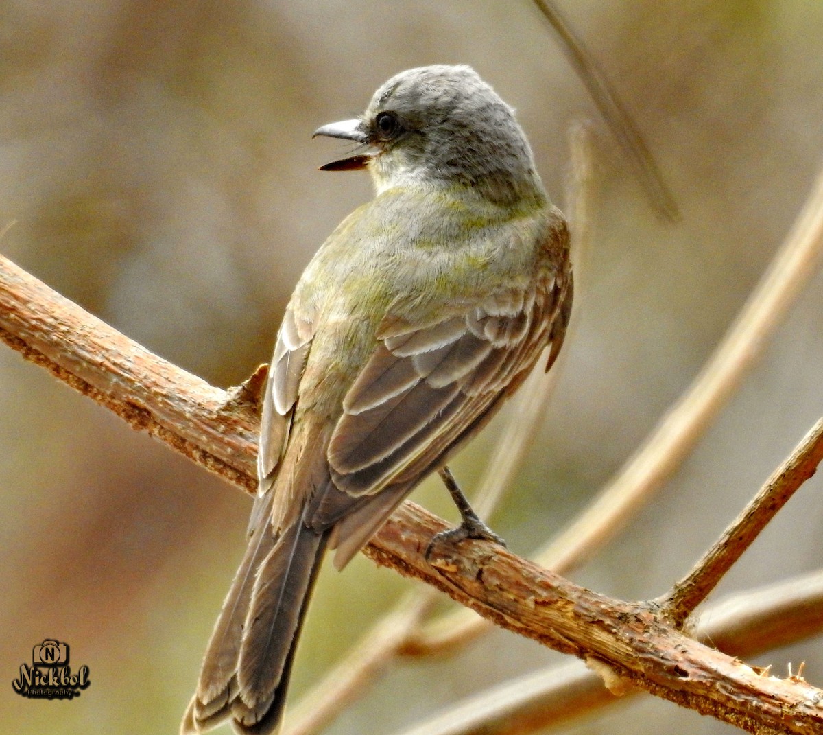 Tropical Kingbird - ML50884771