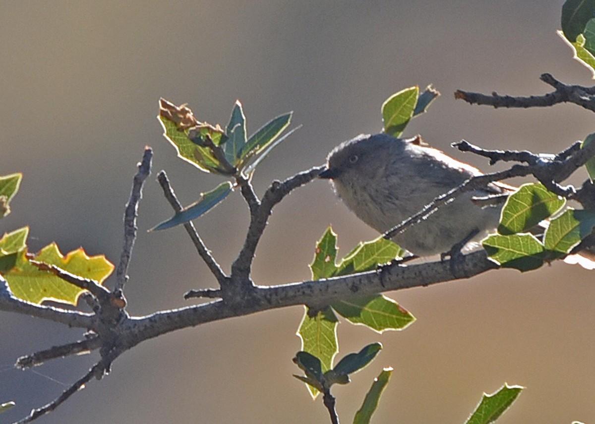 Bushtit (Interior) - Glenda Jones