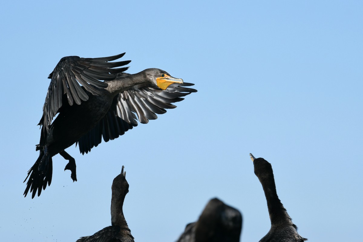 Double-crested Cormorant - ML508848731