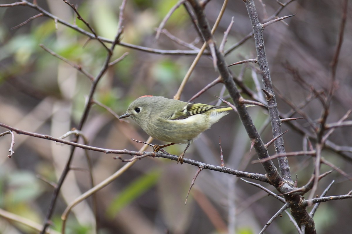 Ruby-crowned Kinglet - Mike Stinson