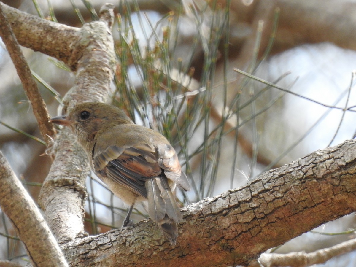 Golden Whistler - ML50884911