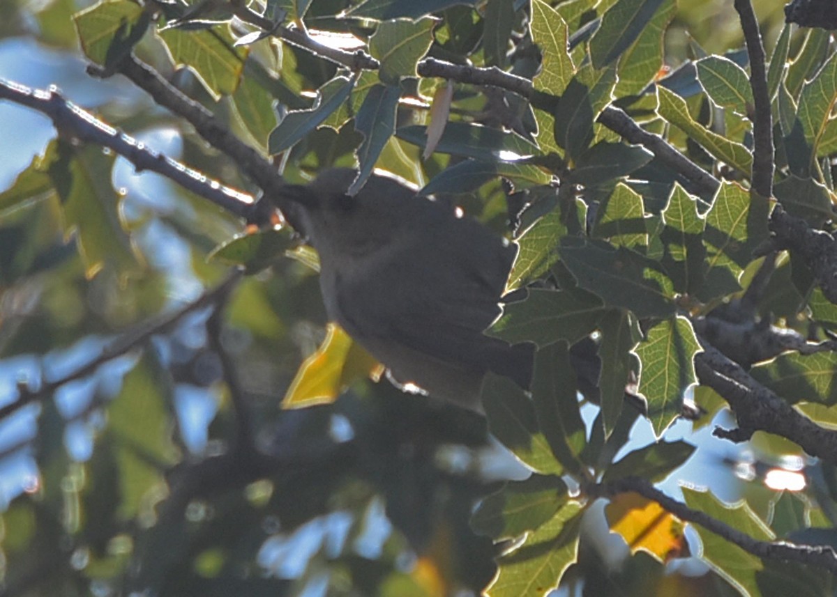 Bushtit (Interior) - Glenda Jones