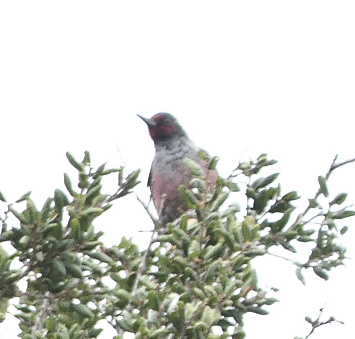 Lewis's Woodpecker - ML508850311