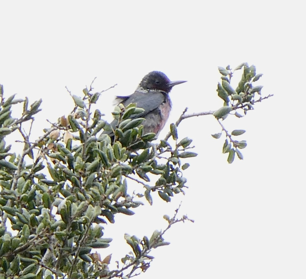Lewis's Woodpecker - ML508850321