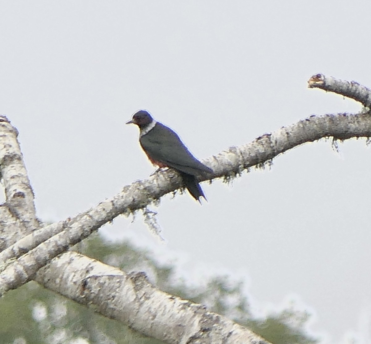 Lewis's Woodpecker - ML508850331