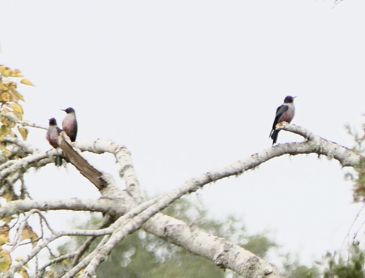 Lewis's Woodpecker - ML508850341