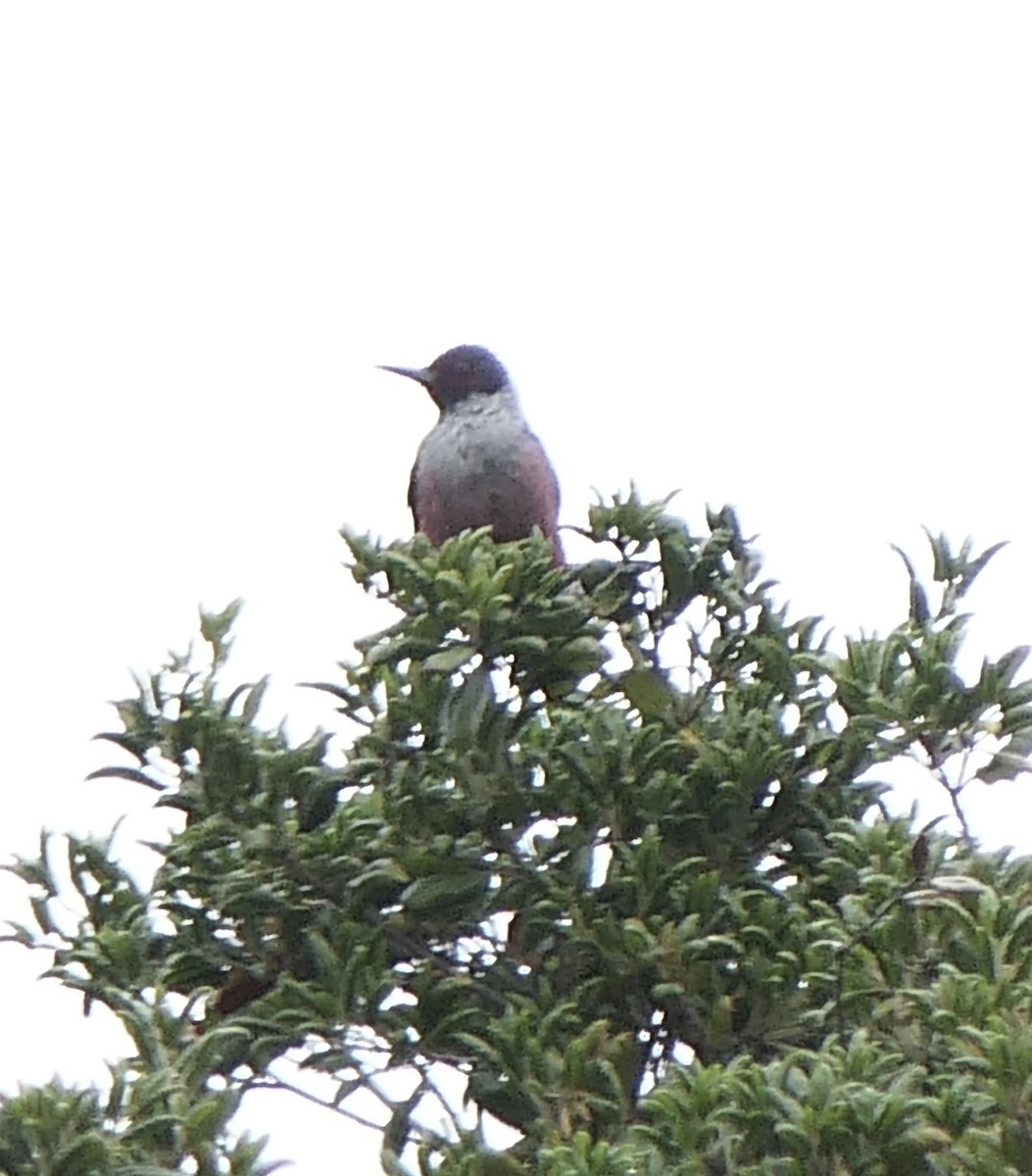 Lewis's Woodpecker - ML508850351